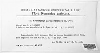 Craterellus cornucopioides image